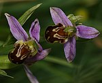 Bienen-Ragwurz (Ophrys apifera) [3406 views]