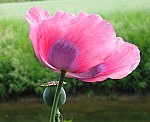Schlafmohn (Papaver somniferum) [3346 views]