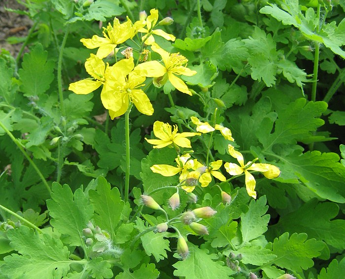 Sch�llkraut (Chelidonium majus)