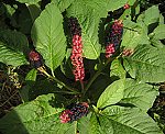 Kermesbeere (Phytolacca acinosa)
) [3376 views]