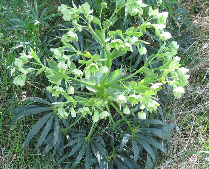 Gr�ne Nieswurz (Helleborus viridis)