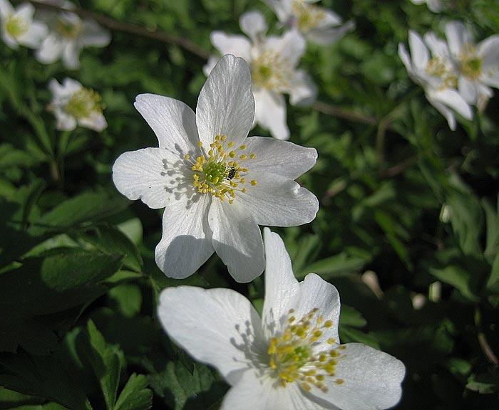 Busch-Windr�schen (Anemone nemorosa)