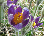 Kuhschelle (Pulsatilla vulgaris), Gew�hnliche [3664 views]