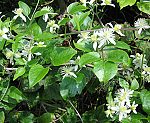 Waldrebe (Clematis vitalba), Gemeine [3772 views]