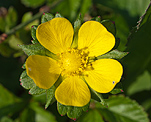 Scheinerdbeere (Potentilla indica) [2100 views]