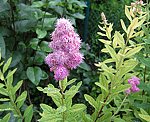 Spierstrauch (Spiraea salicifolia) [4067 views]