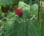 Himbeere (Rubus ideaus) [3683 views]