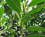 Kirschlorbeer (Prunus laurocerasus) [3861 views]
