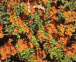 Feuerdorn (Pyracantha coccinea) [3672 views]