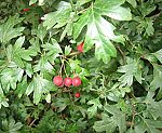 Wei�dorn (Crataegus monogyna), Eingriffeliger- [3830 views]