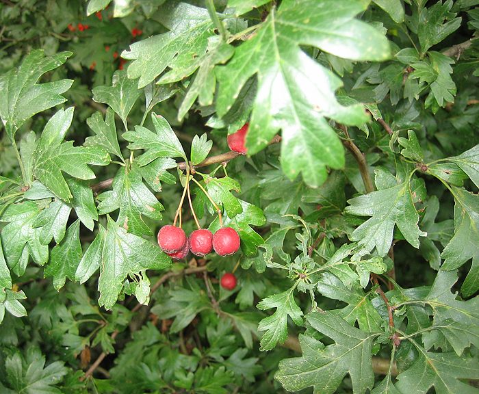 Wei�dorn (Crataegus monogyna), Eingriffeliger-