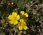 Fingerkraut (Potentilla neumanniana), Fr�hlings- [3655 views]