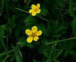 G�nse-Fingerkraut (Potentilla anserina) [3459 views]