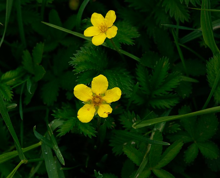 G�nse-Fingerkraut (Potentilla anserina)
