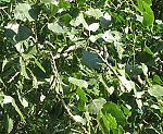 Zitterpappel (Populus tremula) [3834 views]