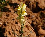 Leinkraut (Linaria vulgaris), Gemeines [3550 views]