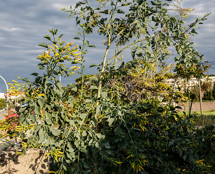 Blaugr�ner Tabak (Nicotiana glauca)