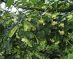 Winterlinde (Tilia cordata) [3555 views]