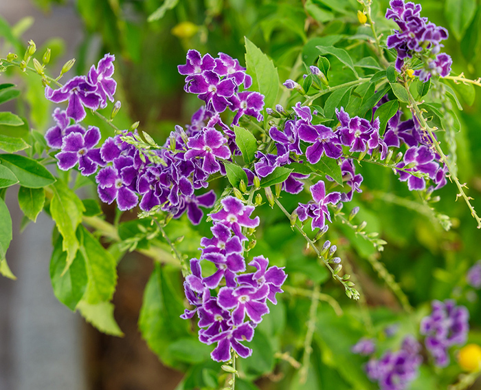 Himmelsbl�te (Duranta erecta)
