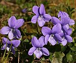 Raues Veilchen (Viola hirta) [6130 views]