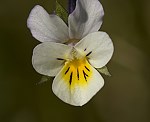 Acker-Stiefm�tterchen (Viola arvensis) [3756 views]