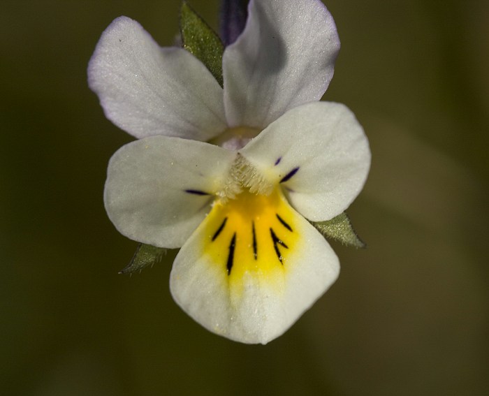 Acker-Stiefm�tterchen (Viola arvensis)
